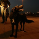 Image for article titled Iraqi Dog Is On Route To US • Nebraska To Rewrite Safe-Haven Law